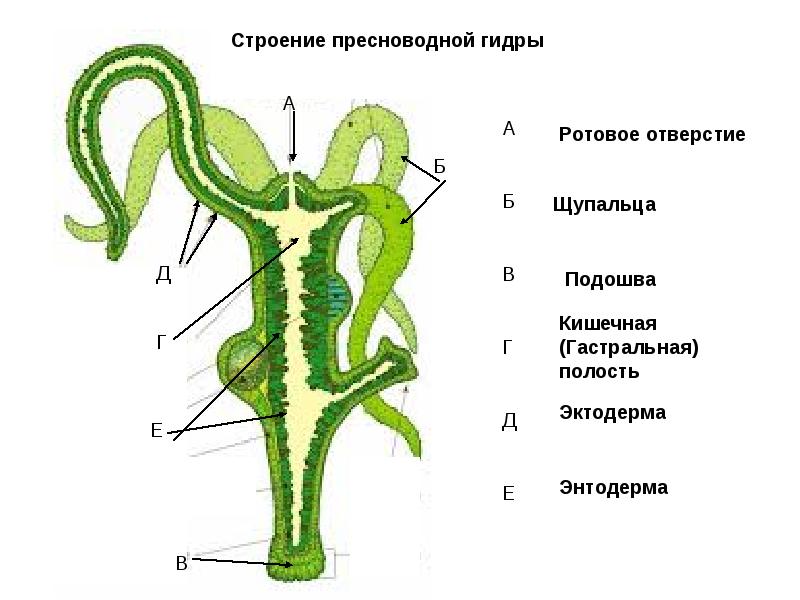 Кракен сайт вход